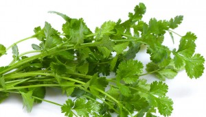 Coriander Leaves