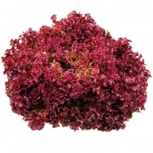 Lollo Rosso