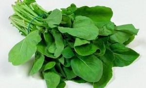 Arugula Jarjir