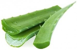 Aloe Vera Leaves